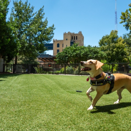 Happy puppy at River House Pet Park