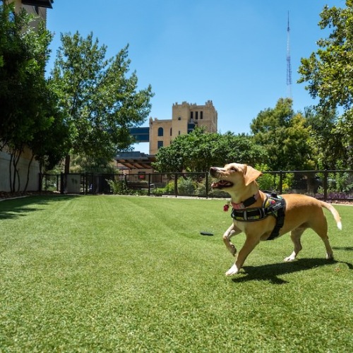 Happy puppy at River House Pet Park
