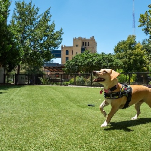 Happy puppy at River House Pet Park